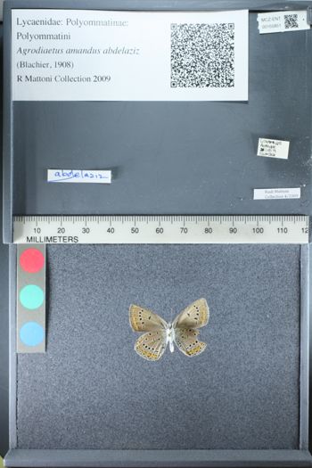 Media type: image;   Entomology 155851